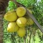 Kit 3 Mudas de Coco Anão Verde Precoce na Castanha de 50 a 80 cm Imagem Kit 3 Mudas de Coco Anão Verde Precoce na Castanha de 50 a 80 cm