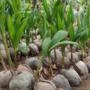Kit 3 Mudas de Coco Anão Verde Precoce na Castanha de 50 a 80 cm Imagem Kit 3 Mudas de Coco Anão Verde Precoce na Castanha de 50 a 80 cm