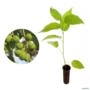 Muda de Mutambo 20 a 40cm AMK - nativa adaptada aos climas tropicais e subtropicais Imagem Muda de Mutambo 20 a 40cm AMK - nativa adaptada aos climas tropicais e subtropicais