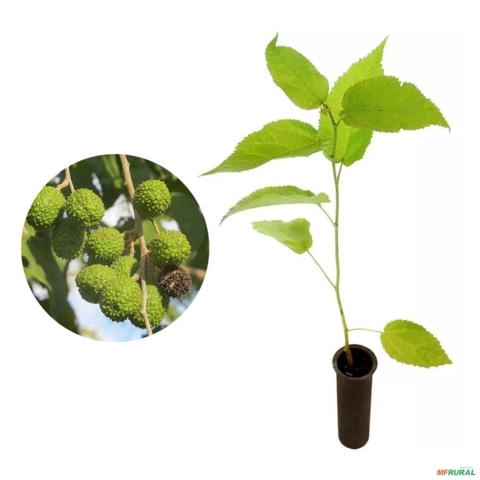 Muda de Mutambo Nativa de 20 a 40 cm Imagem Muda de Mutambo Nativa de 20 a 40 cm