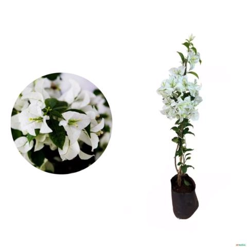 Muda de Primavera Branca de 20 a 40cm Imagem Muda de Primavera Branca de 20 a 40cm