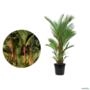 Muda de Palmeira Laca Vermelha (Cyrtostachys renda) de 40 a 80 cm Imagem Muda de Palmeira Laca Vermelha (Cyrtostachys renda) de 40 a 80 cm