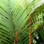 Muda de Palmeira Laca Vermelha (Cyrtostachys renda) de 40 a 80 cm Imagem Muda de Palmeira Laca Vermelha (Cyrtostachys renda) de 40 a 80 cm