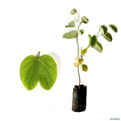 Kit 5 Mudas de Pata de Vaca (Nativa) de 40 a 80cm - Cores Variadas - AMK Plantas Imagem Kit 5 Mudas de Pata de Vaca (Nativa) de 40 a 80cm - Cores Variadas - AMK Plantas