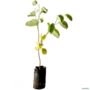 Kit 5 Mudas de Pata de Vaca (Nativa) de 40 a 80cm - Cores Variadas - AMK Plantas Imagem Kit 5 Mudas de Pata de Vaca (Nativa) de 40 a 80cm - Cores Variadas - AMK Plantas