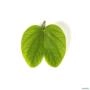 Kit 5 Mudas de Pata de Vaca (Nativa) de 40 a 80cm - Cores Variadas - AMK Plantas Imagem Kit 5 Mudas de Pata de Vaca (Nativa) de 40 a 80cm - Cores Variadas - AMK Plantas