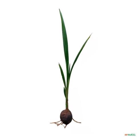 Kit 4 Mudas de Coco Anão Verde Precoce na Castanha de 50 a 80 cm Imagem Kit 4 Mudas de Coco Anão Verde Precoce na Castanha de 50 a 80 cm