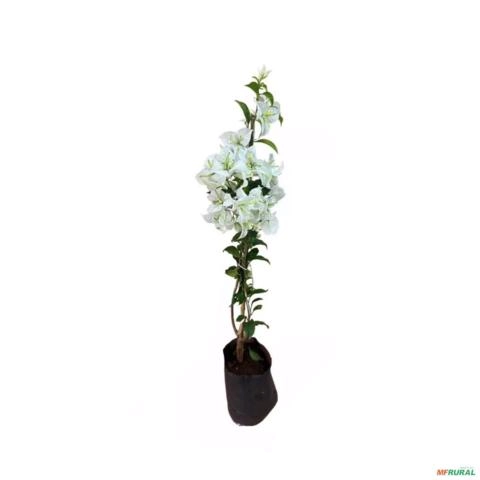 Muda de Primavera Altura de 1,0 m a 1,50m - Cor da flor: Branca Imagem Muda de Primavera Altura de 1,0 m a 1,50m - Cor da flor: Branca