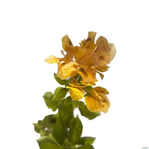 Muda de Primavera Altura de 1,0 m a 1,50m - Cor da flor: Laranja Imagem Muda de Primavera Altura de 1,0 m a 1,50m - Cor da flor: Laranja