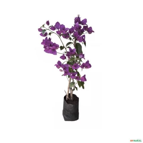 Muda de Primavera de 1 a 1,5 m - Cor da flor: Roxa Imagem Muda de Primavera de 1 a 1,5 m - Cor da flor: Roxa
