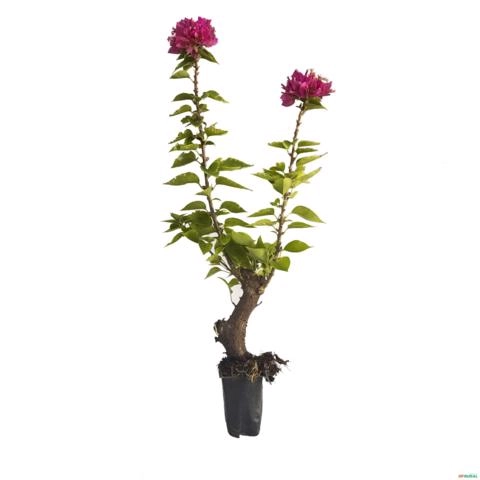 Muda de Primavera Altura de 0,40 cm a 0,80 cm - Cor da flor: Rosa Imagem Muda de Primavera Altura de 0,40 cm a 0,80 cm - Cor da flor: Rosa