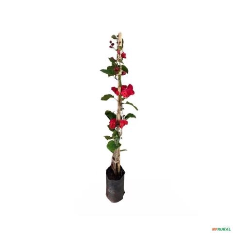 Muda de Primavera Altura de 0,40 cm a 0,80 cm - Cor da flor: Vermelha Imagem Muda de Primavera Altura de 0,40 cm a 0,80 cm - Cor da flor: Vermelha