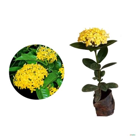 Muda de Mini Ixora Amarela de 20 a 40 cm Imagem Muda de Mini Ixora Amarela de 20 a 40 cm