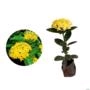 Muda de Mini Ixora Amarela de 20 a 40 cm Imagem Muda de Mini Ixora Amarela de 20 a 40 cm