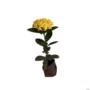 Muda de Mini Ixora Amarela de 20 a 40 cm Imagem Muda de Mini Ixora Amarela de 20 a 40 cm