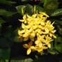Muda de Mini Ixora Amarela de 20 a 40 cm Imagem Muda de Mini Ixora Amarela de 20 a 40 cm