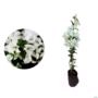Kit 4 Mudas de Primavera Branca de 20 a 40 cm Imagem Kit 4 Mudas de Primavera Branca de 20 a 40 cm