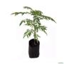 Kit 4 Mudas de Neem de 20 a 50 cm Imagem Kit 4 Mudas de Neem de 20 a 50 cm