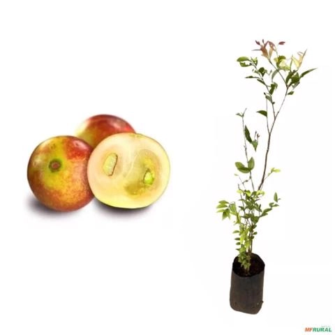 Muda De Camu Camu Altura 30cm a 50cm - Pronta para plantio Imagem Muda De Camu Camu Altura 30cm a 50cm - Pronta para plantio