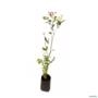 Muda De Camu Camu Altura 30cm a 50cm - Pronta para plantio Imagem Muda De Camu Camu Altura 30cm a 50cm - Pronta para plantio