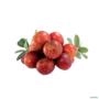 Muda De Camu Camu Altura 30cm a 50cm - Pronta para plantio Imagem Muda De Camu Camu Altura 30cm a 50cm - Pronta para plantio