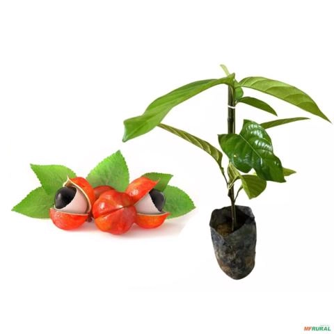 Muda de Guaraná Altura de 20cm a 40cm - Pronta para Plantio Imagem Muda de Guaraná Altura de 20cm a 40cm - Pronta para Plantio