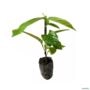 Muda de Guaraná Altura de 20cm a 40cm - Pronta para Plantio Imagem Muda de Guaraná Altura de 20cm a 40cm - Pronta para Plantio