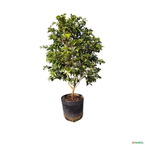 Muda de Jabuticabeira Produzindo Para Vasos 1,5m á 1,8m Imagem Muda de Jabuticabeira Produzindo Para Vasos 1,5m á 1,8m