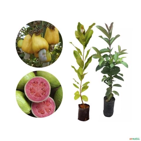 Kit Caju com Goiaba - Altura de 40cm a 80cm Imagem Kit Caju com Goiaba - Altura de 40cm a 80cm