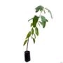 Muda de Manga Coquinho 20cm a 40cm - (Mangifera indica) Imagem Muda de Manga Coquinho 20cm a 40cm - (Mangifera indica)