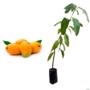 Muda de Manga Coquinho (Mangifera indica) de 20 a 40 cm Imagem Muda de Manga Coquinho (Mangifera indica) de 20 a 40 cm