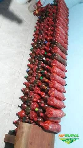 Pimenta biquinho na salmoura Imagem Pimenta biquinho na salmoura