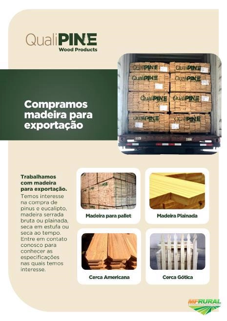 Compramos Pinus e Eucalipto para exportação Imagem Compramos Pinus e Eucalipto para exportação