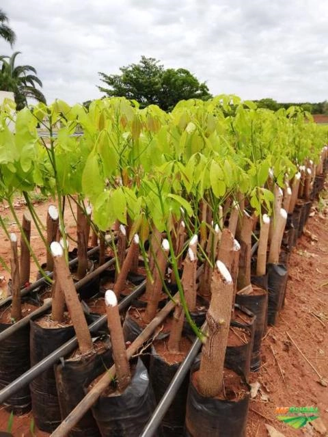Mudas de Seringueiras Imagem Mudas de Seringueiras