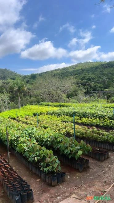 Mudas de árvores nativas direto do produtor