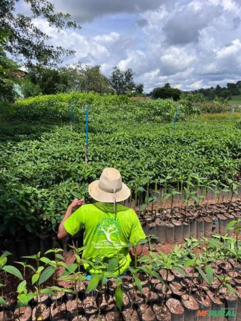 Mudas de árvores nativas direto do produtor