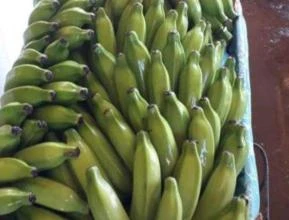 Bananas prata