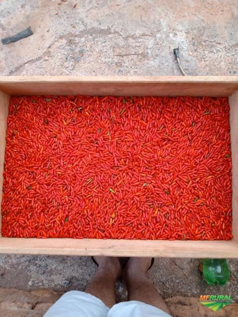 Imagem Pimenta Malagueta Imagem Pimenta Malagueta