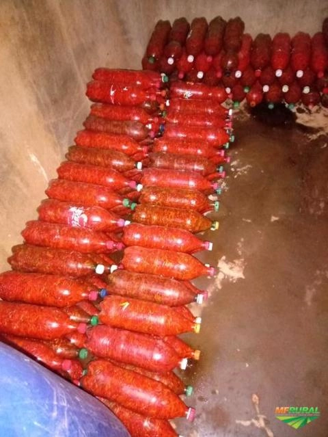 Pimenta Malagueta Imagem Pimenta Malagueta