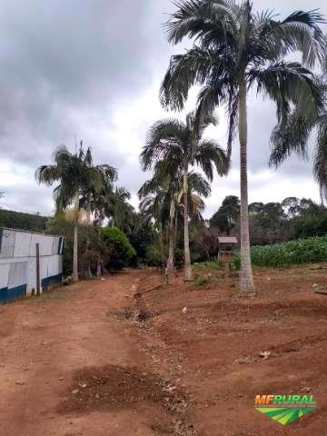 Palmeira real Imagem Palmeira real