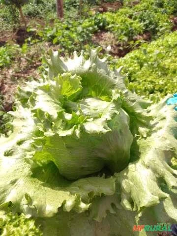 CASAL DE PRODUTORES ORGANICOS PROCURA TERRA PARA ARRENDAR