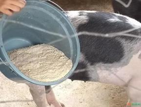 2 femeas e 1 reprodutor de porcos Pietrain X Landrace 80kg