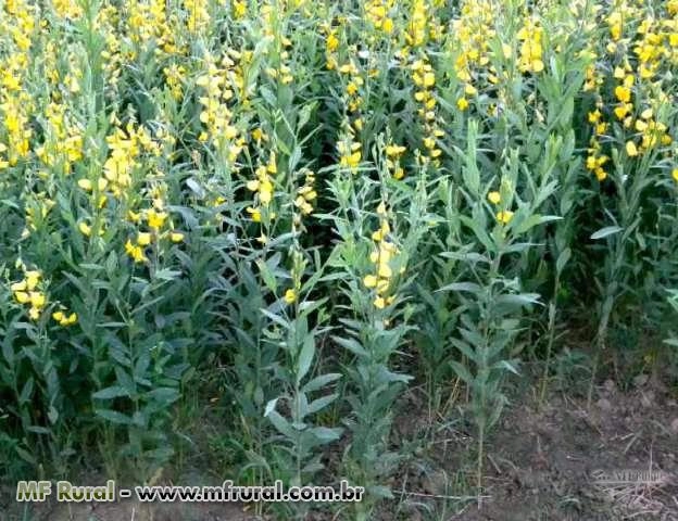 Sementes de crotalaria Imagem Sementes de crotalaria