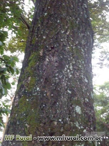 SEMENTES ACÁCIA MANGIUM