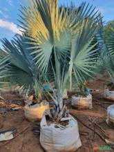 Palmeira Azul com 2,5m de altura