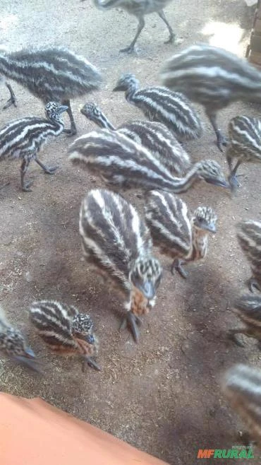 Filhotes de Emu australiano