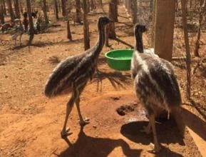 Filhotes de Emu australiano