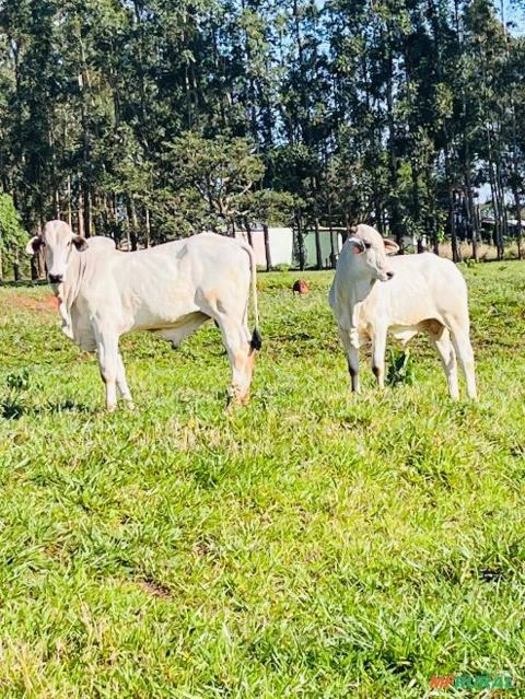 Touros Nelore PO Imagem Touros Nelore PO