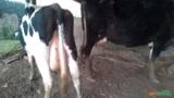 Vacas Leiteiras Holandesas