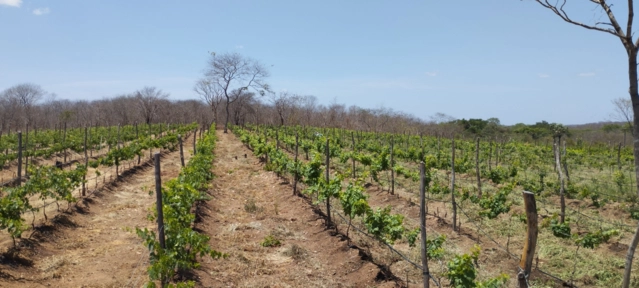 Busco Sócio para Vinícola no Ceará Imagem Busco Sócio para Vinícola no Ceará
